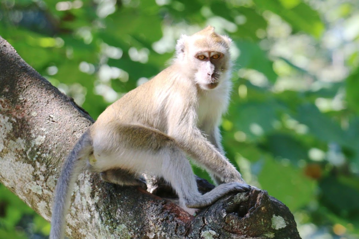 Crab-eating Macaque