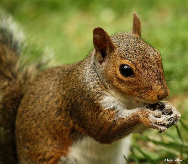 Eastern gray squirrel eating sunflower seeds | Project Noah