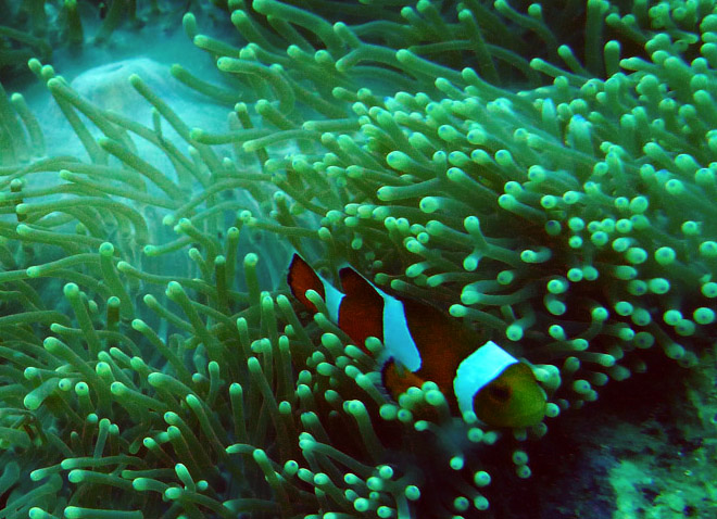 Ocellaris Clownfish