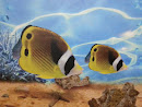 Aquarium Fish Murals
