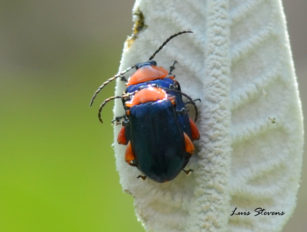 Shiny Flea Beetle