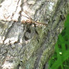 Common Whitetail skimmer dragonfly (female)