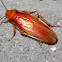 Golden cockroach