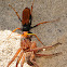 Spider Hunting Wasp