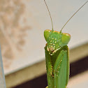 Australian Green Mantis (male)