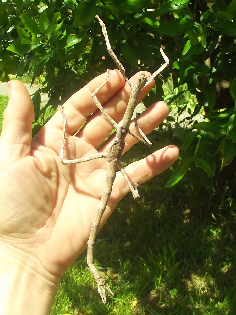 Nymph - goliath stick insect