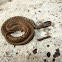 Midland Brown Snake