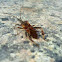 Chinche de las piñas (ES)  western conifer seed bug (EN)
