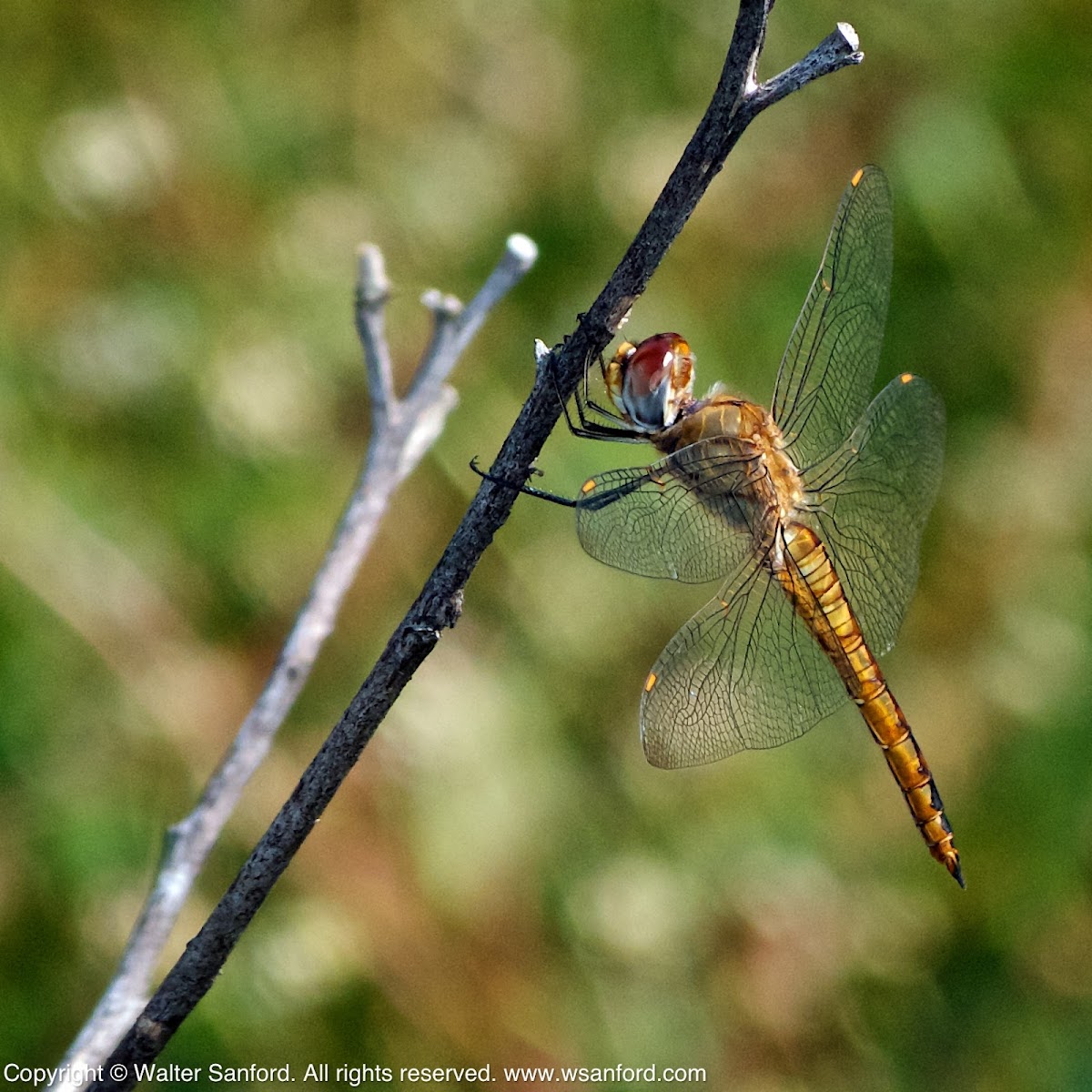 Wandering Glider dragonfly