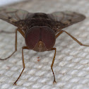 Male Tachnid Fly