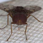 Male Tachnid Fly