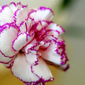 by Preety Patel - Flowers Single Flower