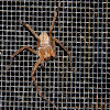 Giant Crab Spider (male)