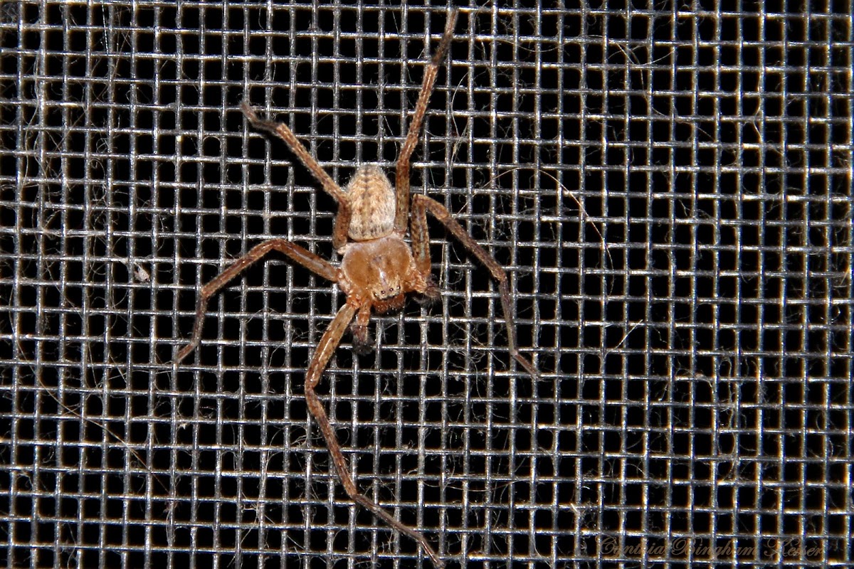 Giant Crab Spider (male)