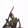Cobalt Winged Parakeet
