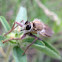 Robber fly species?