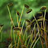 Haircap Moss calyptrae