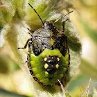 Southern green stink bug nymph
