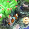 Clown anemone fish