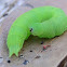 Green 2 tailed caterpillar