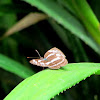 Sailer Butterfly