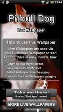 Pitbull Dog Live Wallpaper