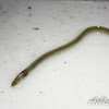 Speckled Worm Eel