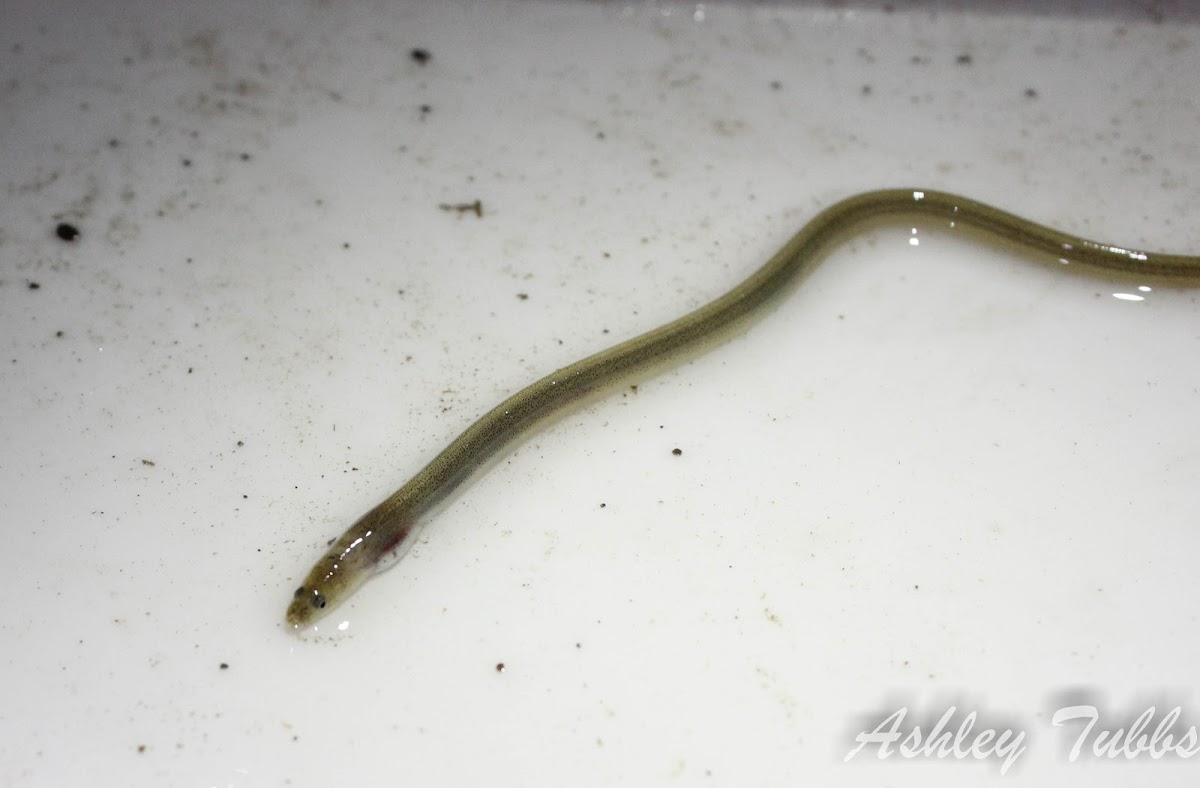 Speckled Worm Eel