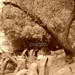 Plants in the wild by Bepina Spužvasta - Flowers Flowers in the Wild