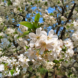Spring ) by Michael Krivoshey -  
