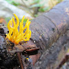 Kleverig koraalzwammetje (Calocera viscosa)