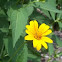 Ox-eye (False Sunflower) 