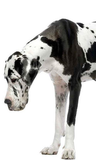 免費下載個人化APP|Great Danes Wallpapers app開箱文|APP開箱王