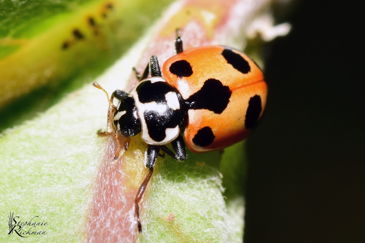 Parenthesis Lady Beetle