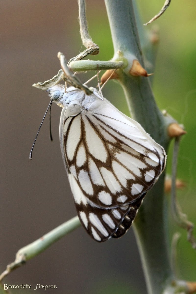 African Caper White Project Noah