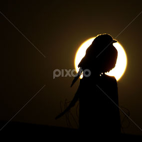 A lonely Bird and Sunset by Sayem Ahmed - Animals Birds