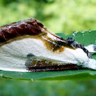 Beautiful Wood Nymph Moth
