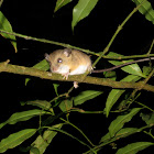 Tree Mouse