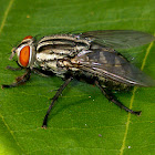 Unidentified Fly