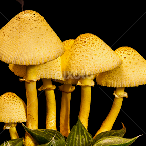 Mushroom Image Three by Ken  Frischkorn - Nature Up Close Mushrooms & Fungi