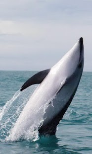 How to download Graceful killer whale lastet apk for laptop