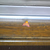 Southern Purple Mint Moth