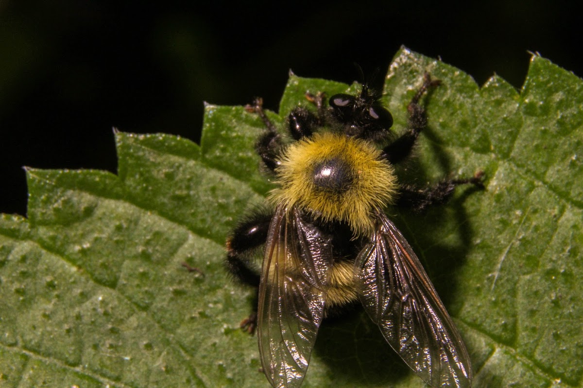 Bee Mimic Robberfly