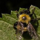 Bee Mimic Robberfly