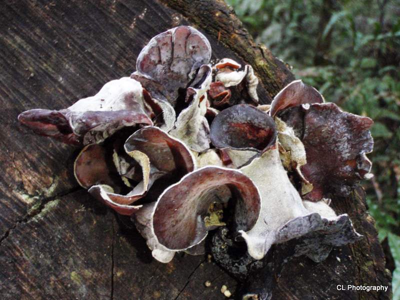 Wood Ear Fungus