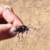 Desert Stink Beetle