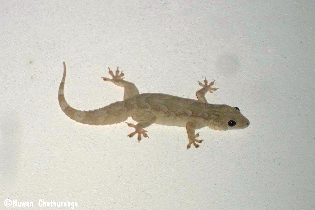 Leschenault's Leaf-toed Gecko