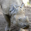 Greater One-Horned Rhino