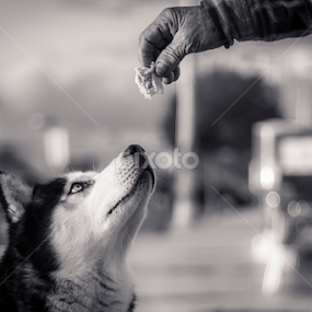 Street Dog by Paulo Veiga - Black & White Street & Candid