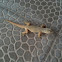 Pacific house gecko